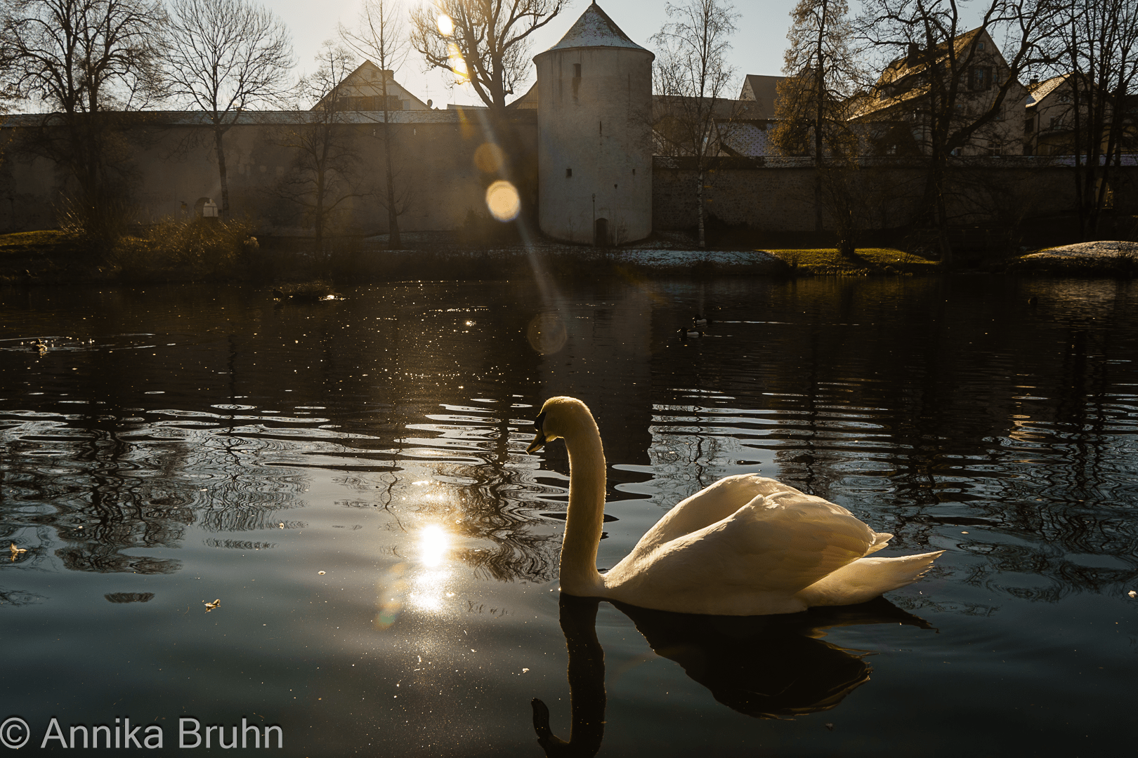 Schwan auf dem Brennerweiher bei Sonnenschein!